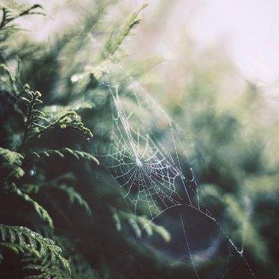 开元ky7818老版本手机app下载